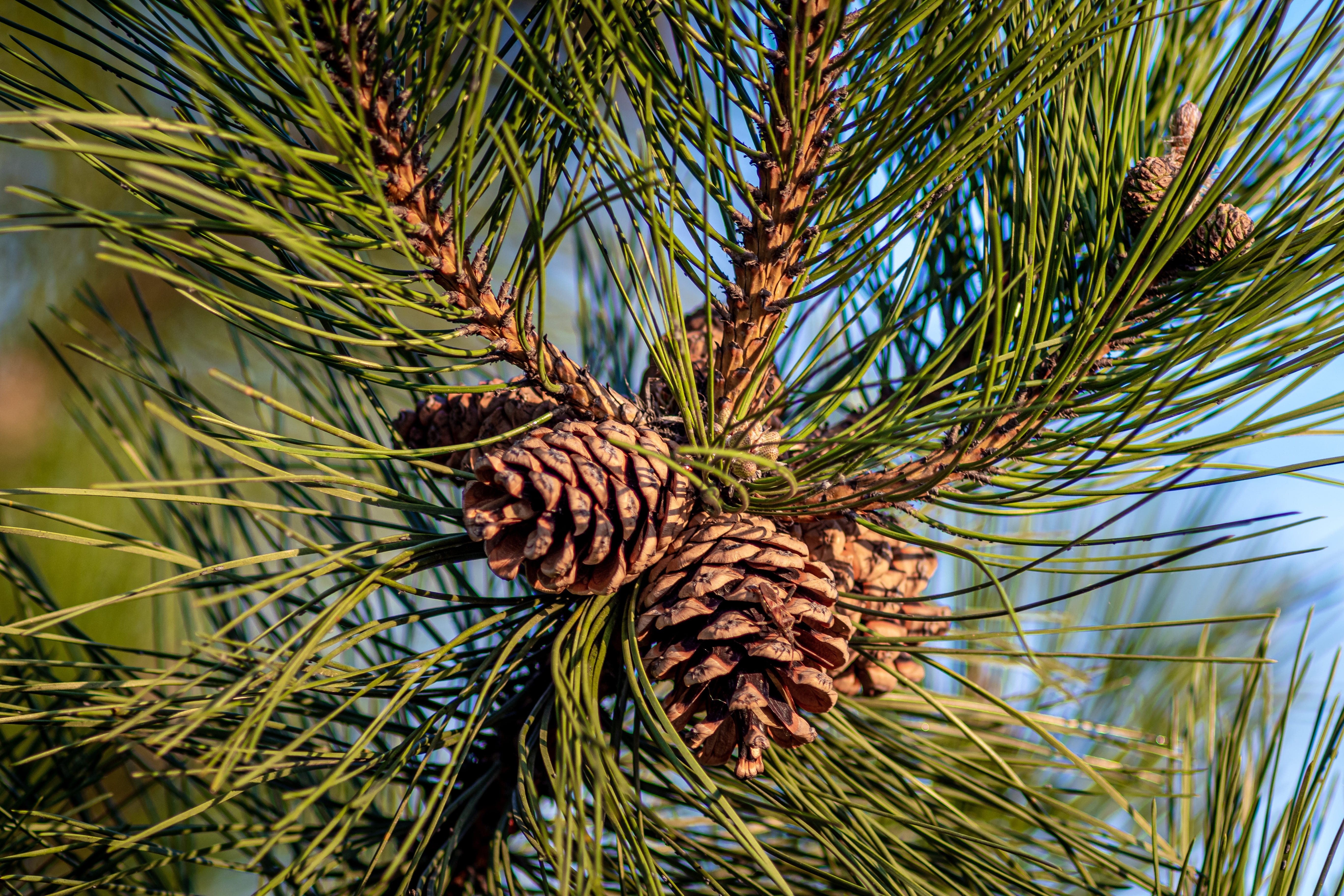 closeup shot of pine cones hanging on the tree 1